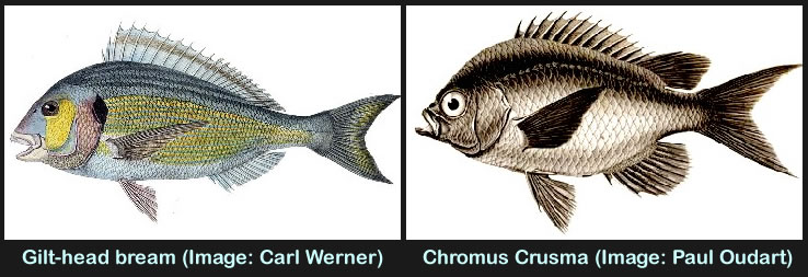 Comparison of Bream And Crusma